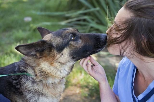 German Shepherd Caught After Living In Highway Median Alone For Five Weeks