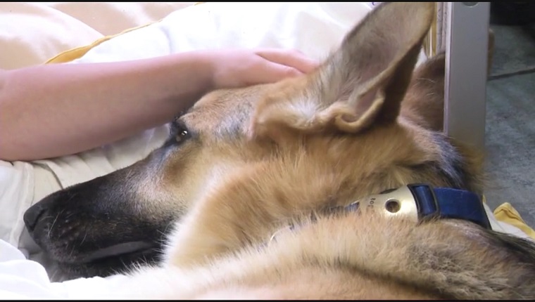 Rescued German Shepherd Bitten By Rattlesnake Saving Girl