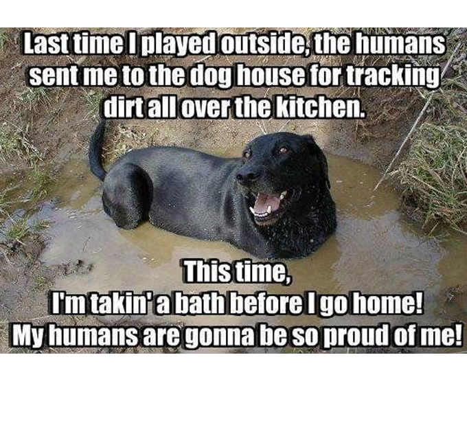 45 Funny Dog Memes 2 #44