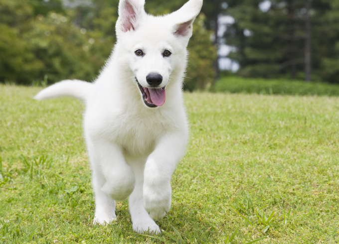 20 Pictures Of Puppies Playing