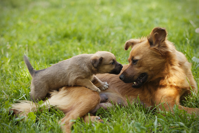 20 Pictures Of Puppies Playing