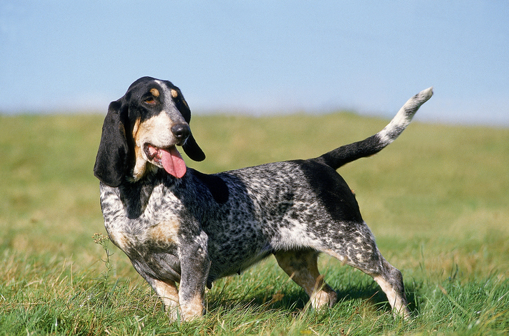 Basset Bleu de Gascogne Dog Breed Pictures #1