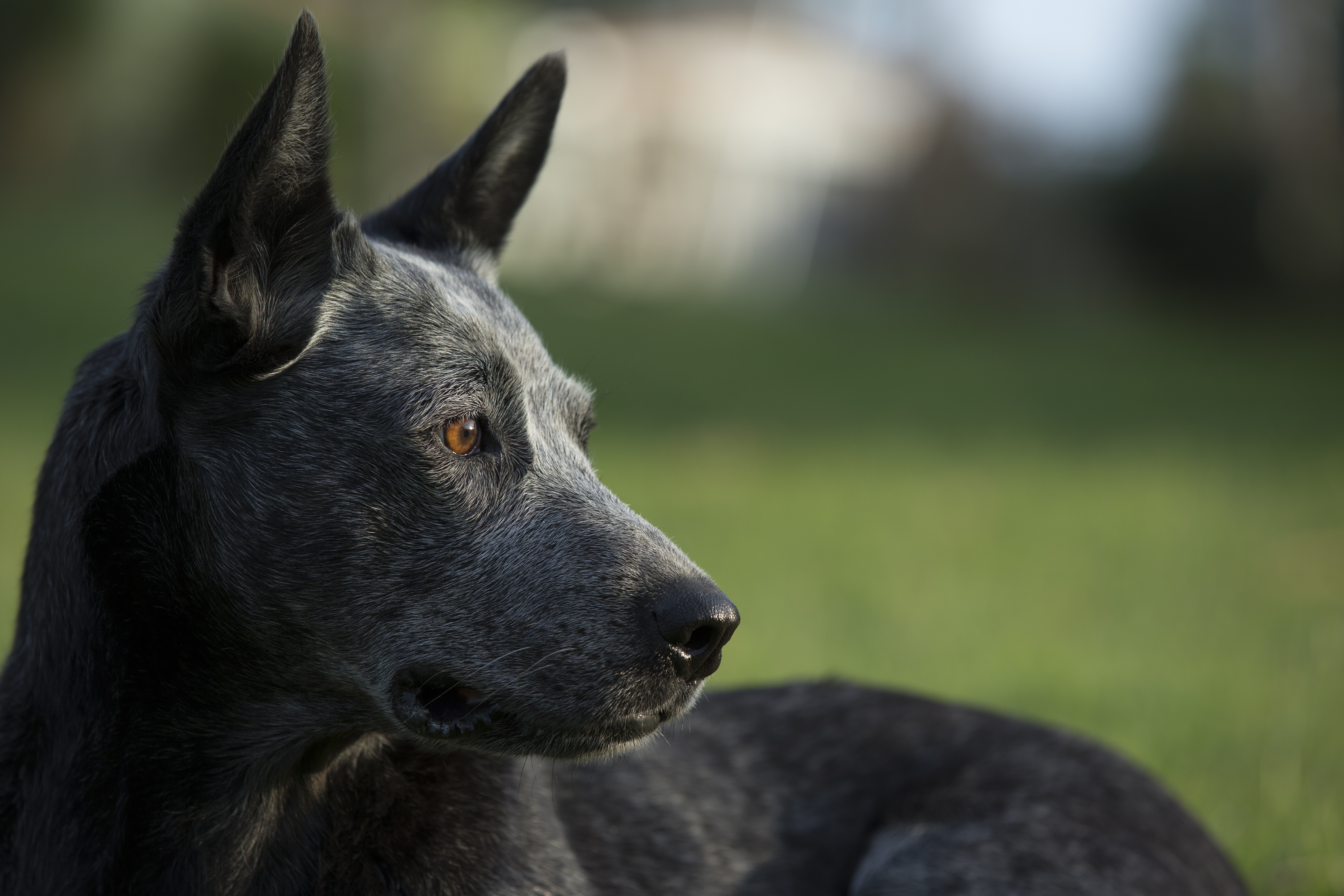 Australian Stumpy Tail Cattle Dog Breed Pictures
