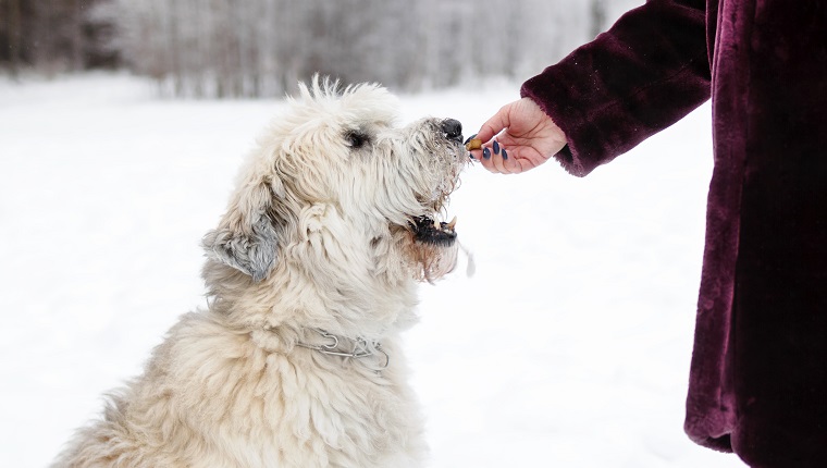 Dog Food & Treats