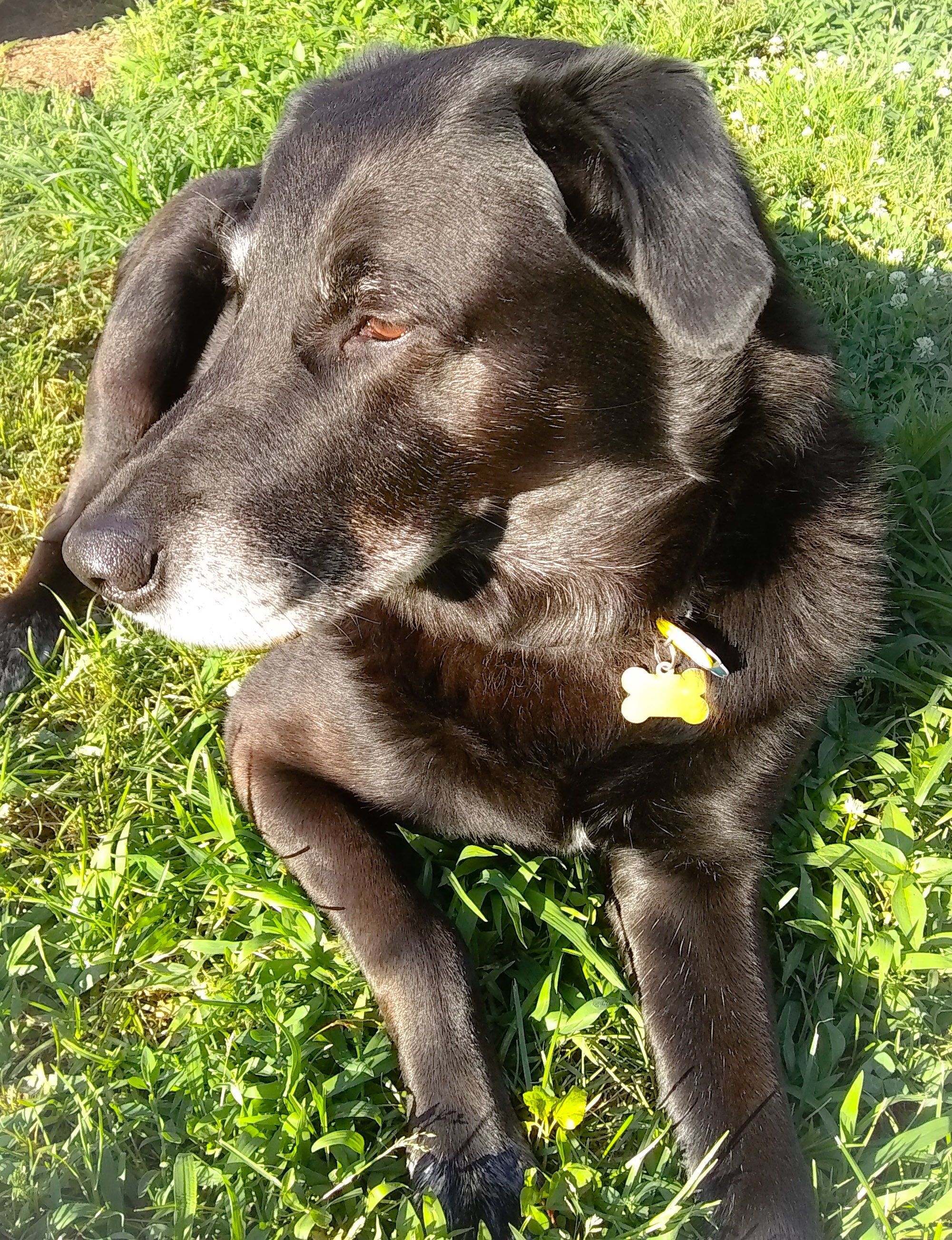 Borador Mixed Dog Breed Pictures