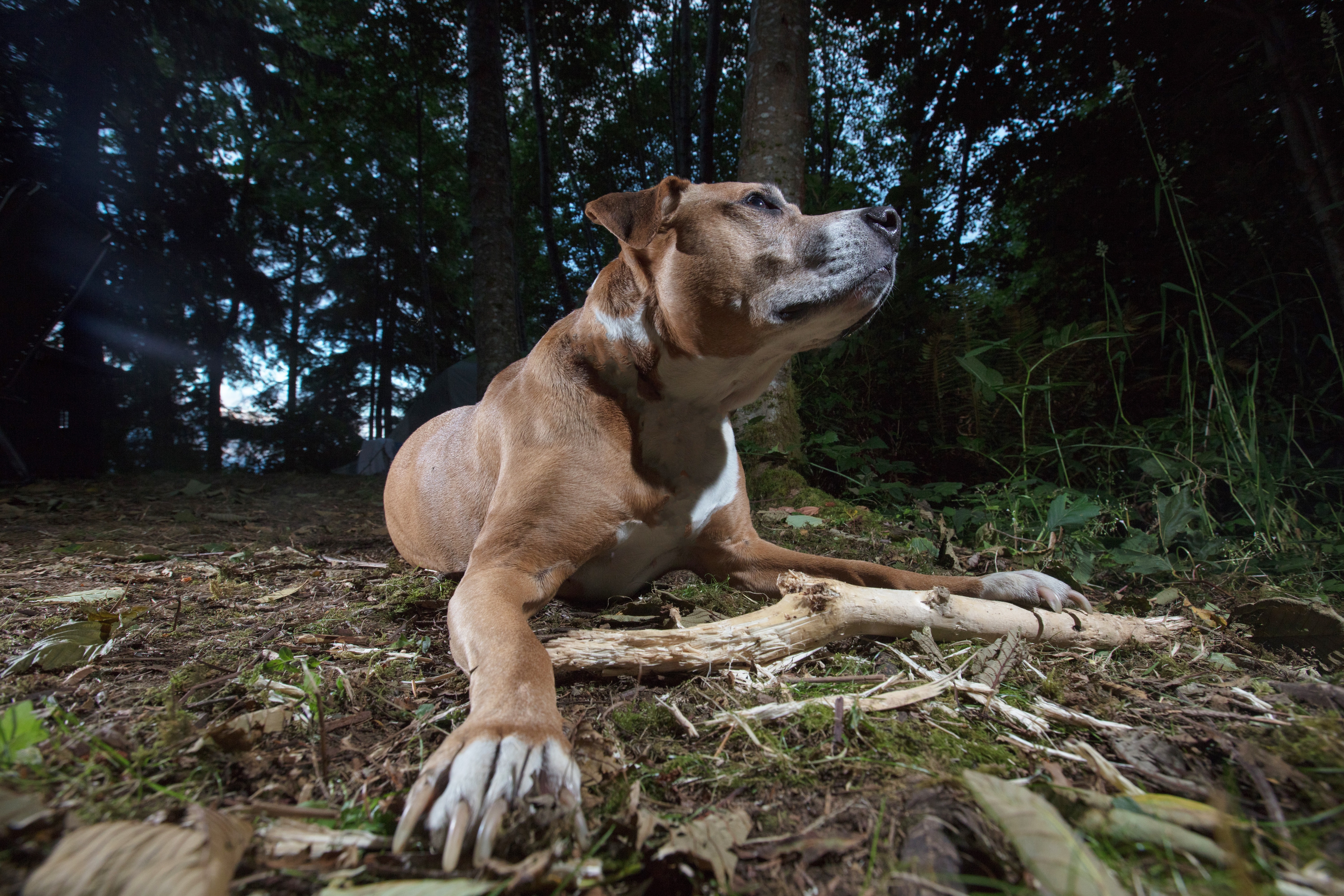 Bullboxer Pit Mixed Dog Breed Pictures