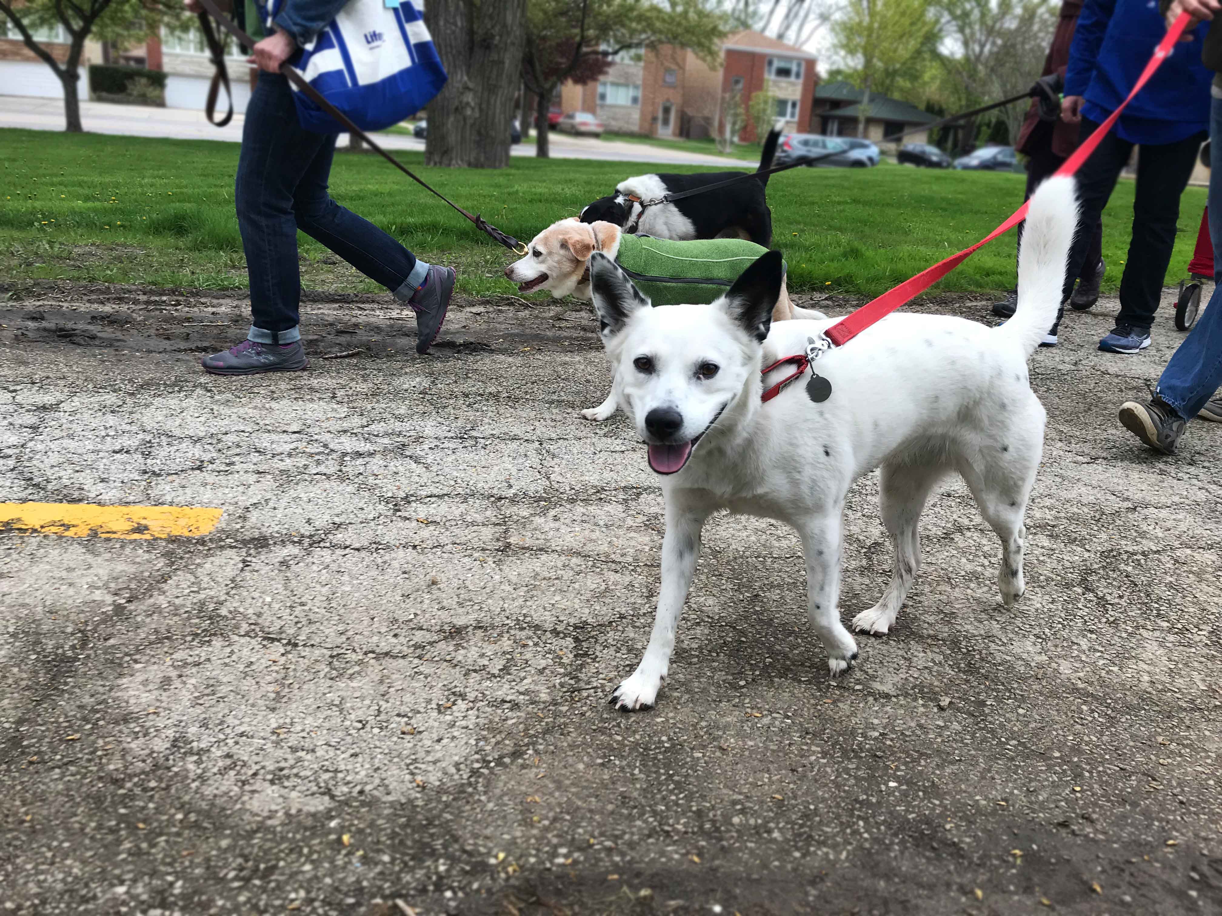 C.A.R.E.'s Strut for Strays 2019