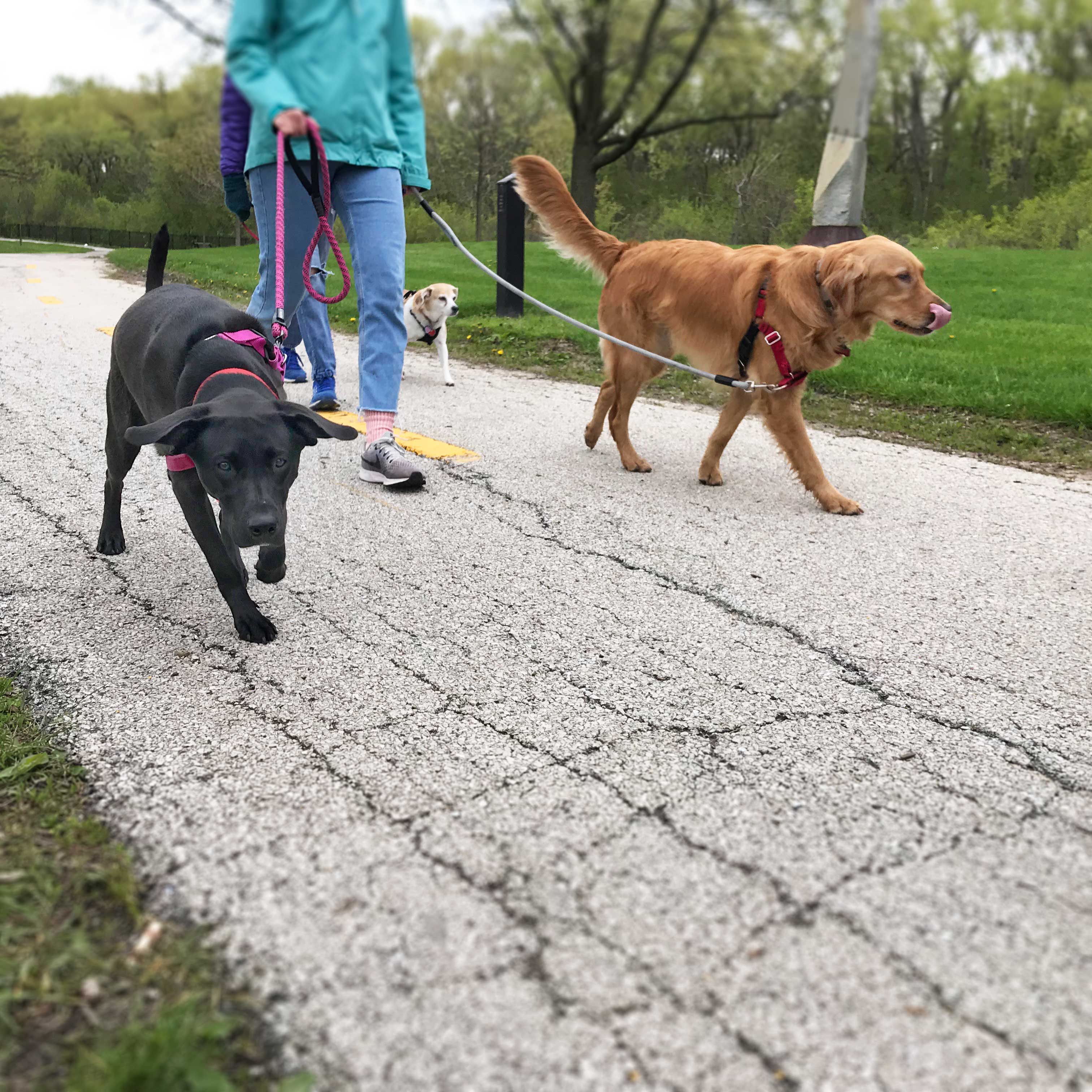 C.A.R.E.'s Strut for Strays 2019