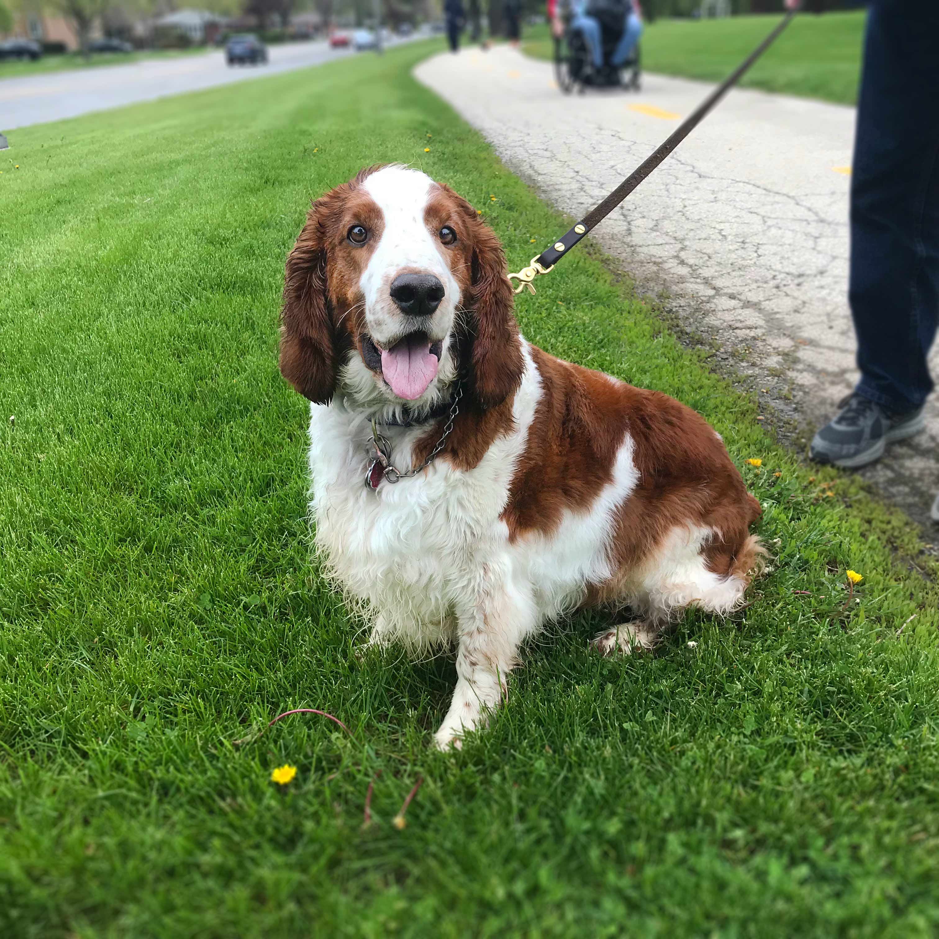 C.A.R.E.'s Strut for Strays 2019