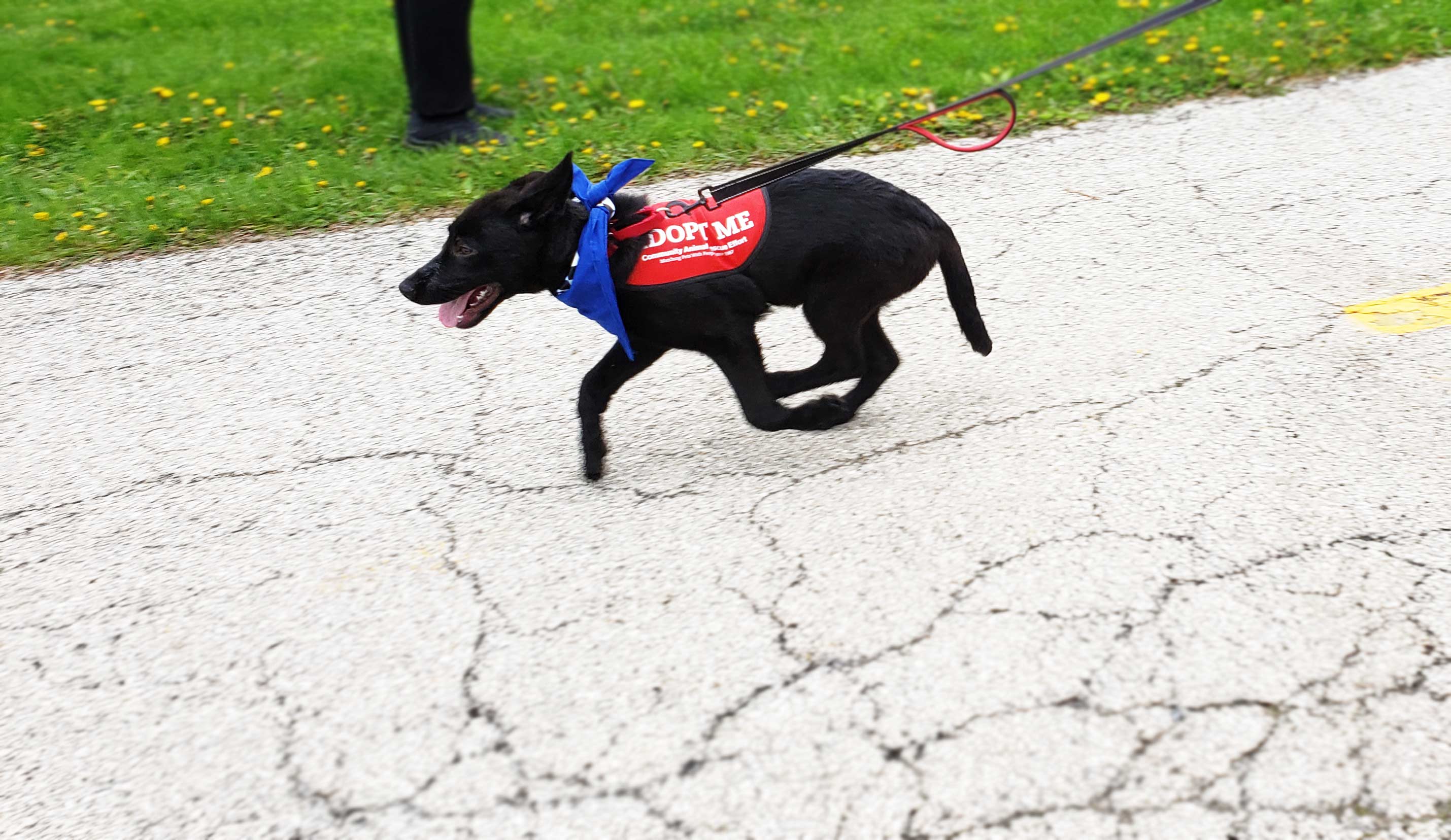 C.A.R.E.'s Strut for Strays 2019