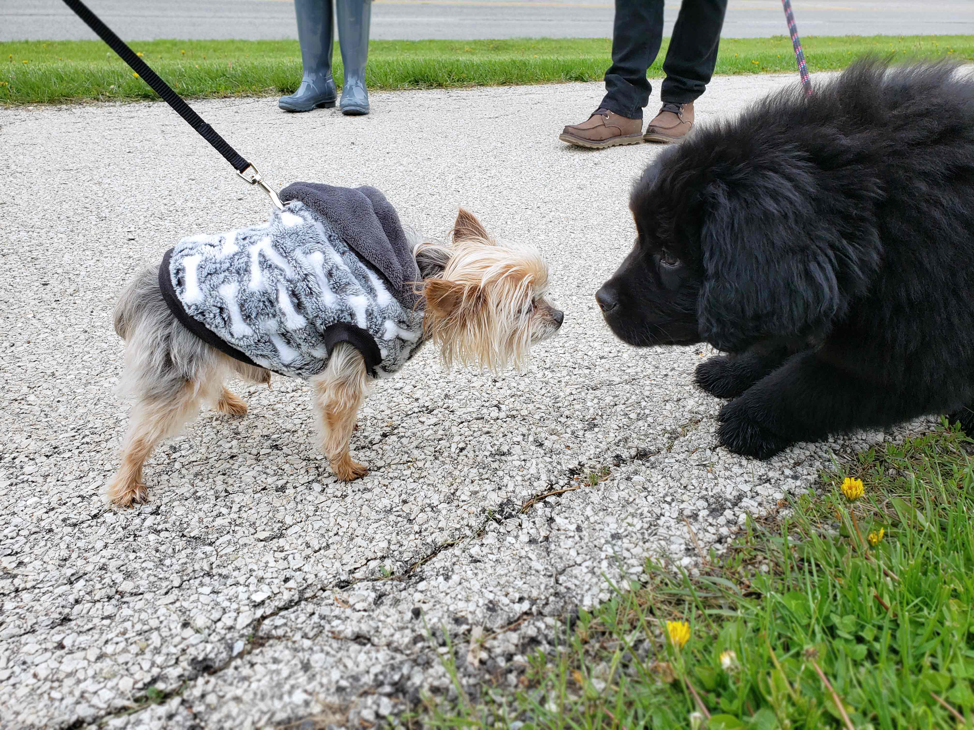 C.A.R.E.'s Strut for Strays 2019