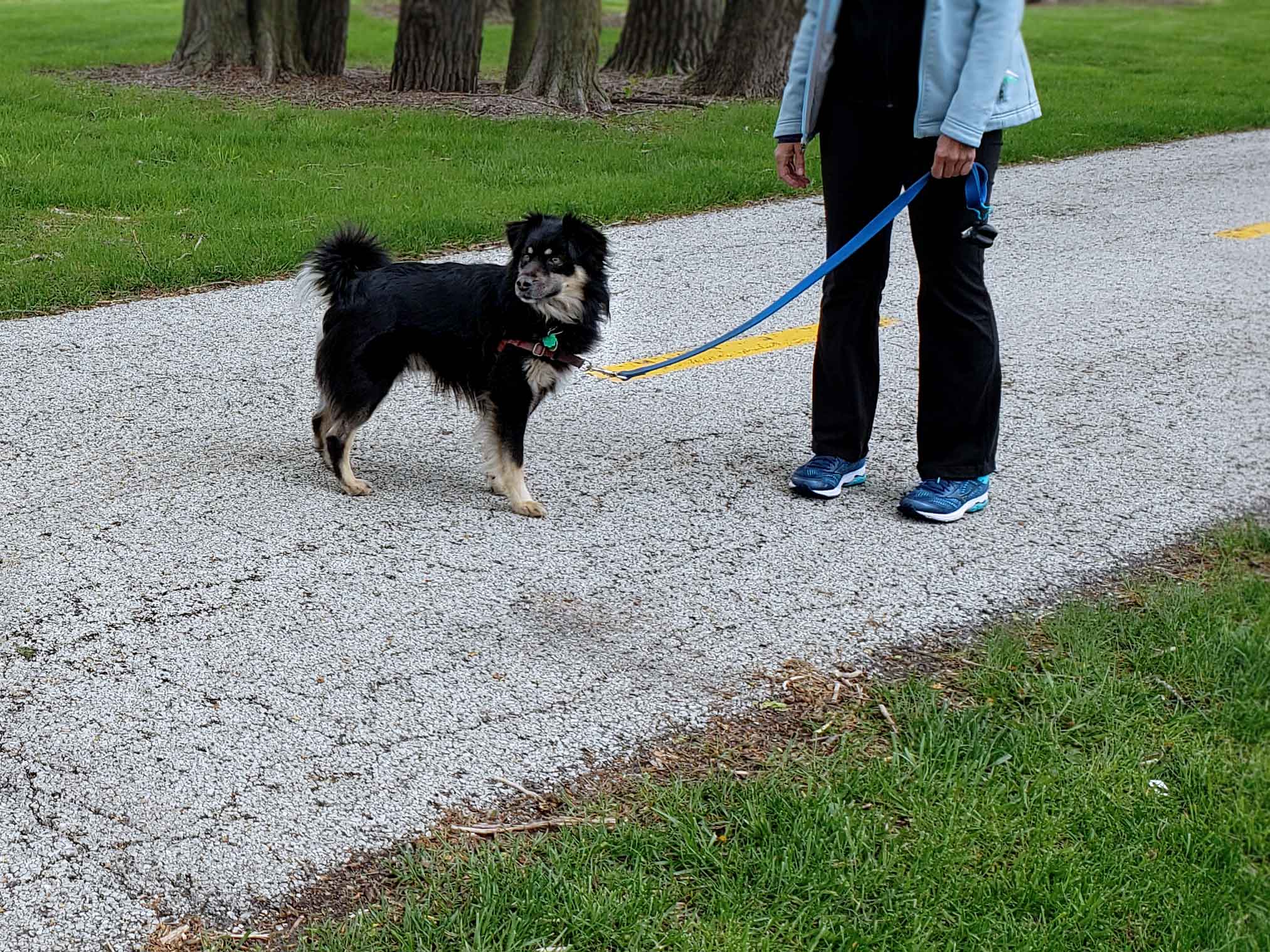 C.A.R.E.'s Strut for Strays 2019