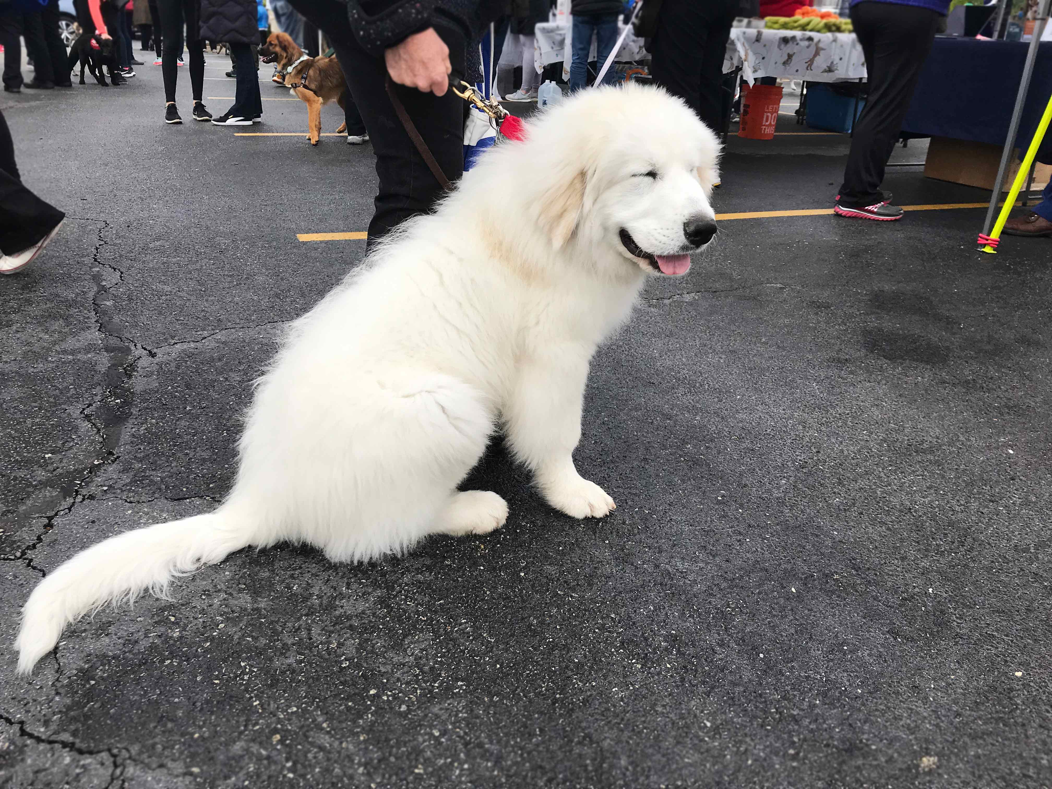 C.A.R.E.'s Strut for Strays 2019