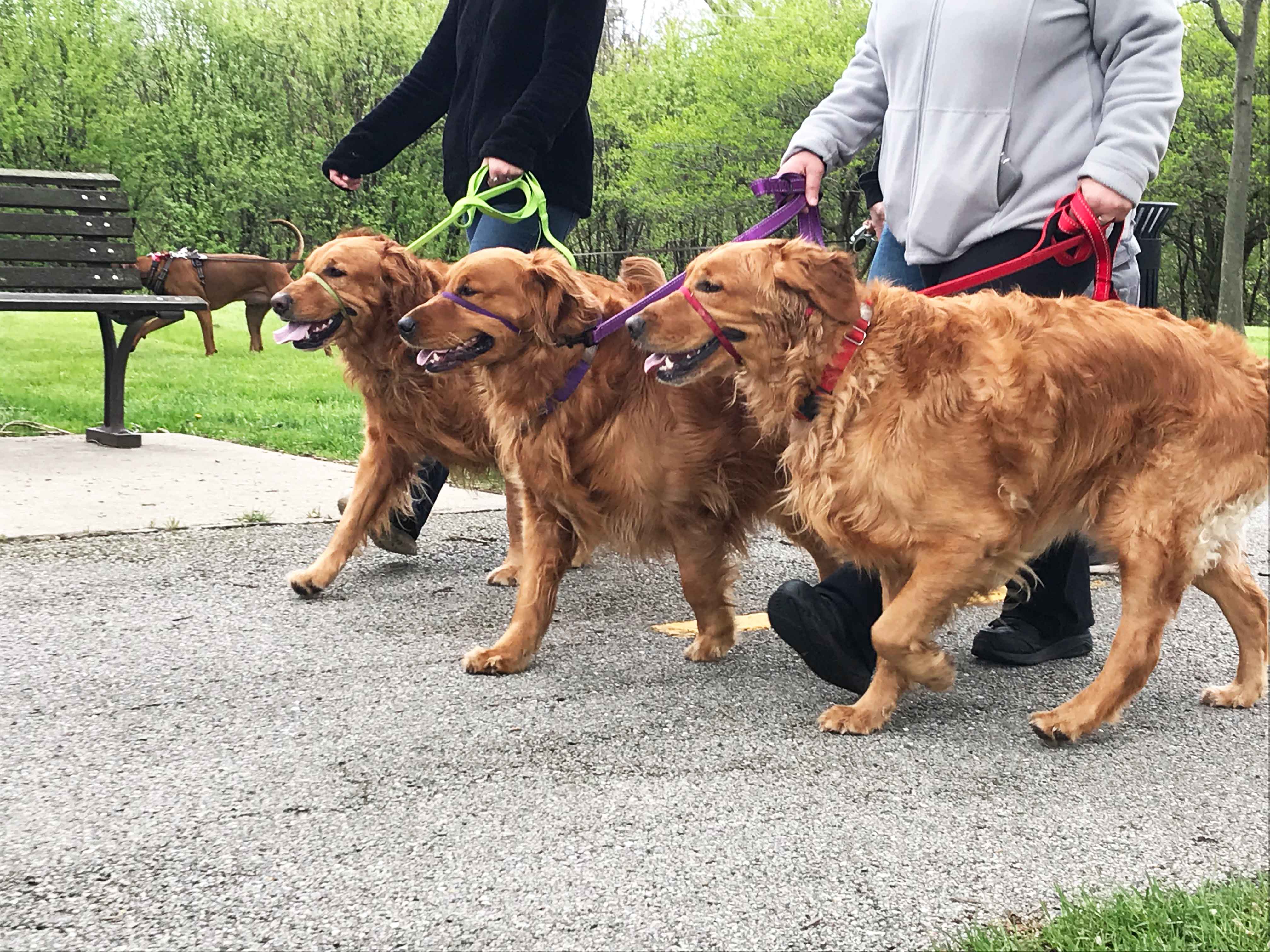 C.A.R.E.'s Strut for Strays 2019