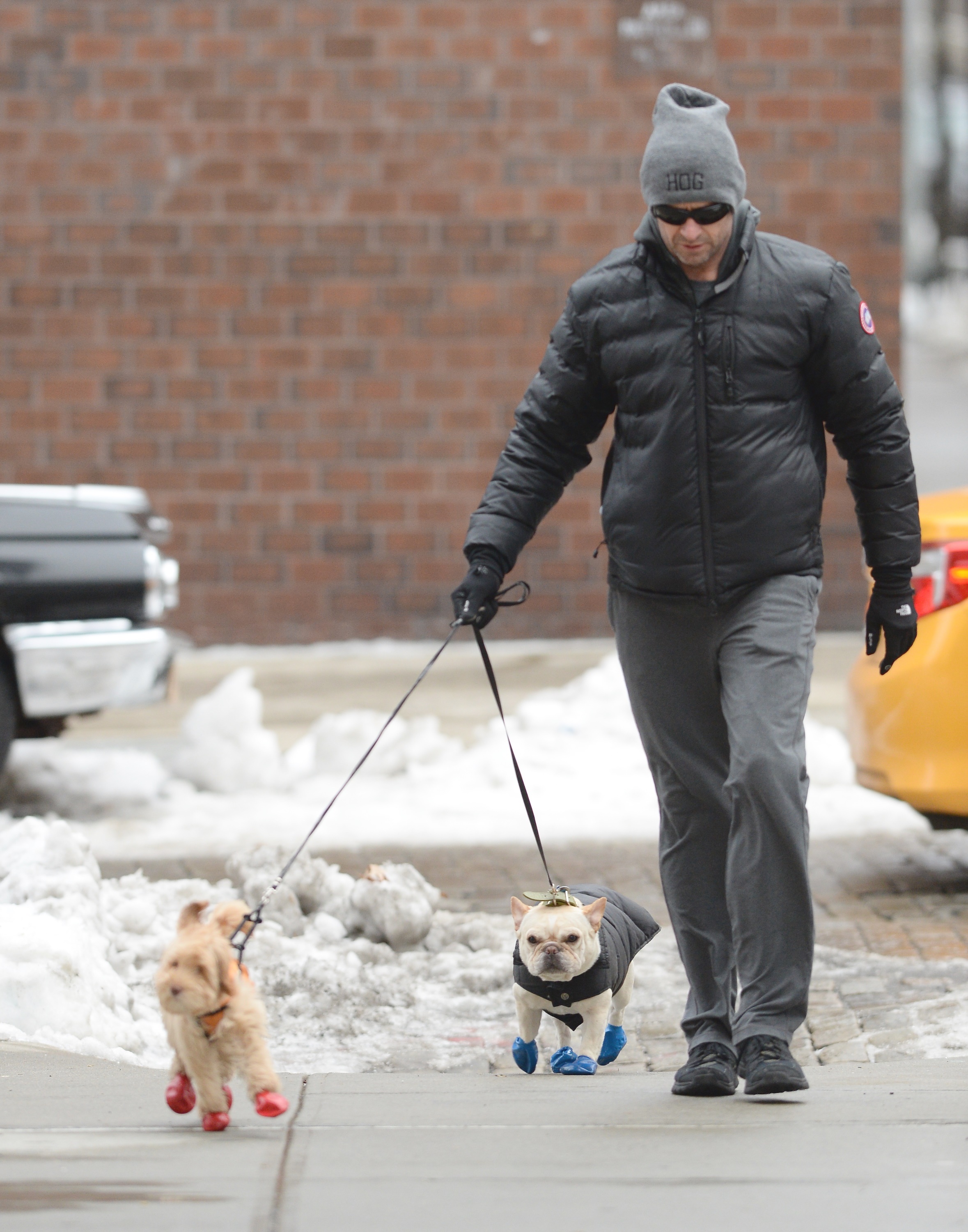 Hugh Jackman Walks His Dogs, Dali and Allegra