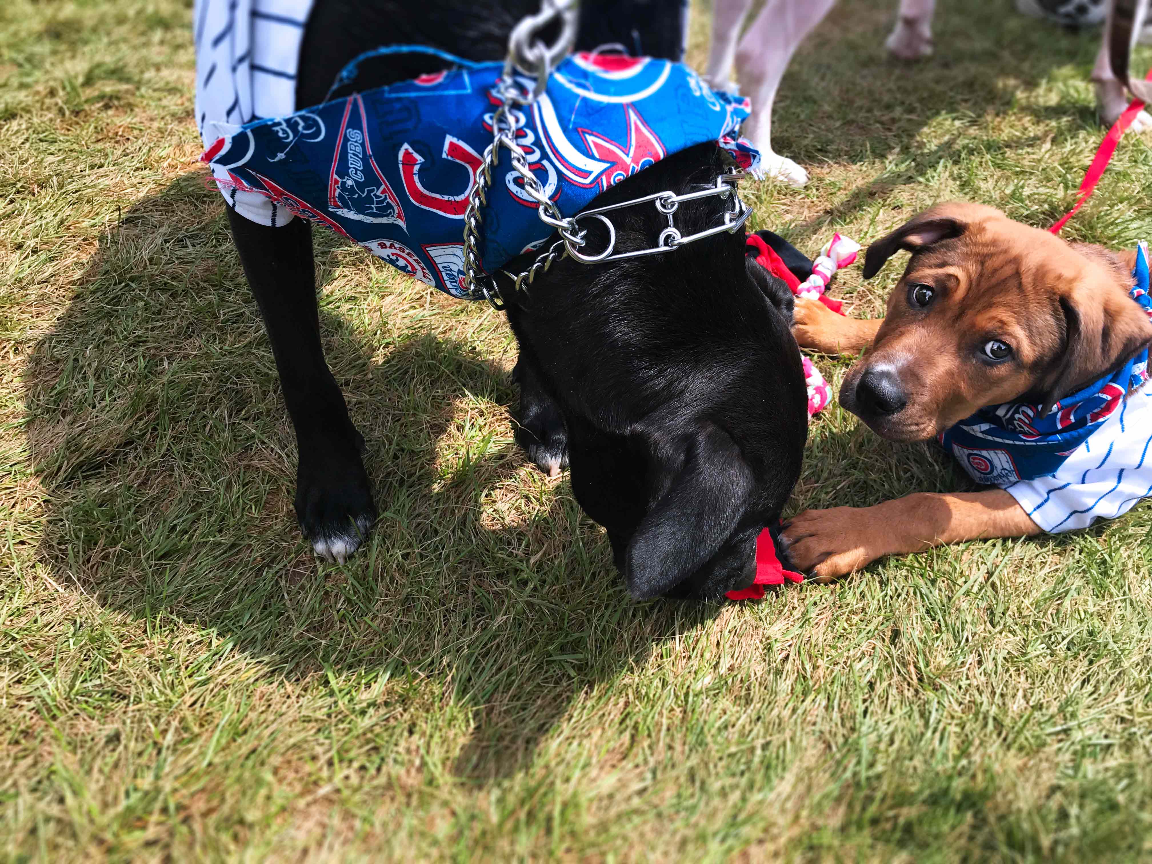 Chicago's Bark In The Park 2019