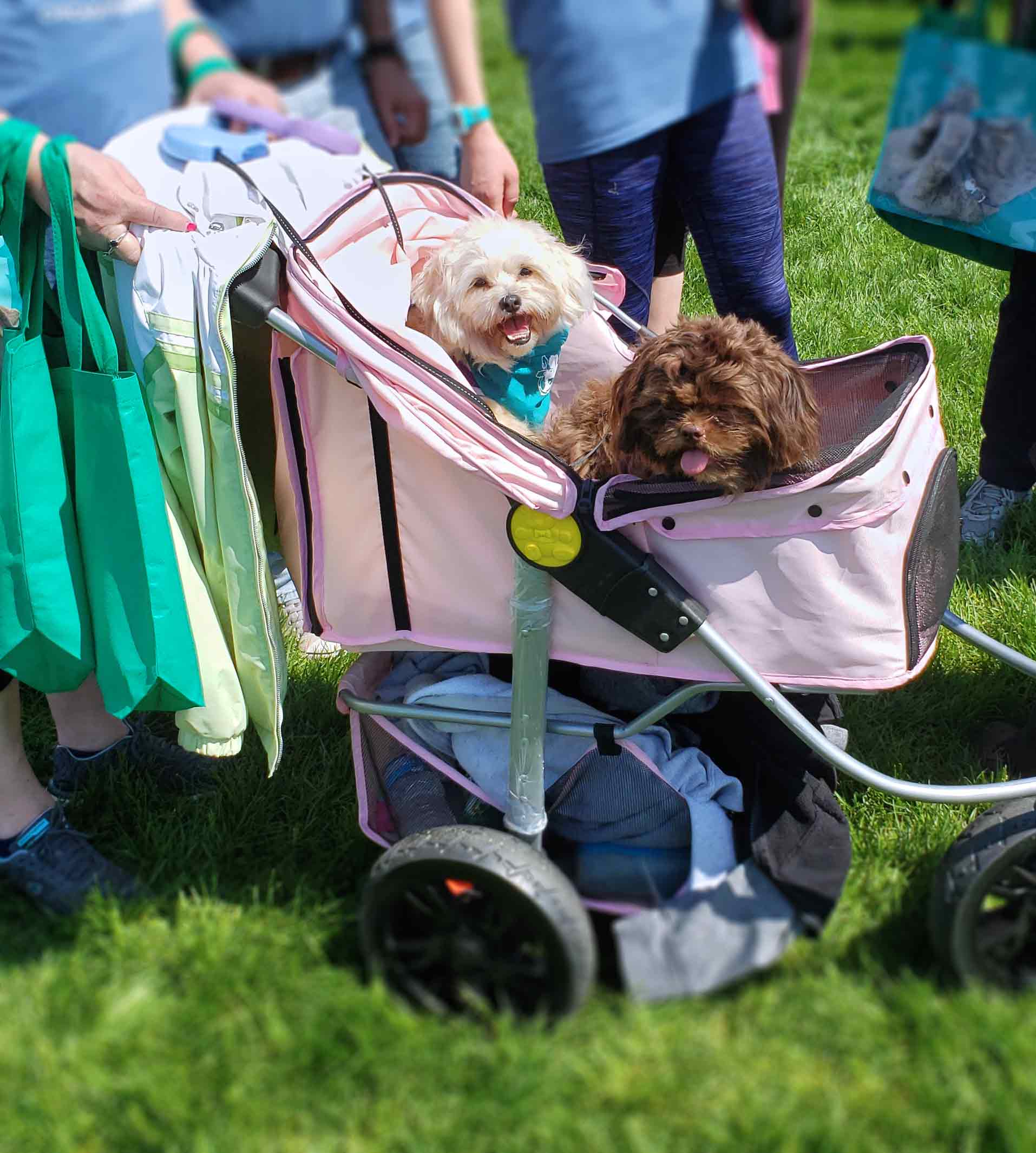 Chicago's Bark In The Park 2019