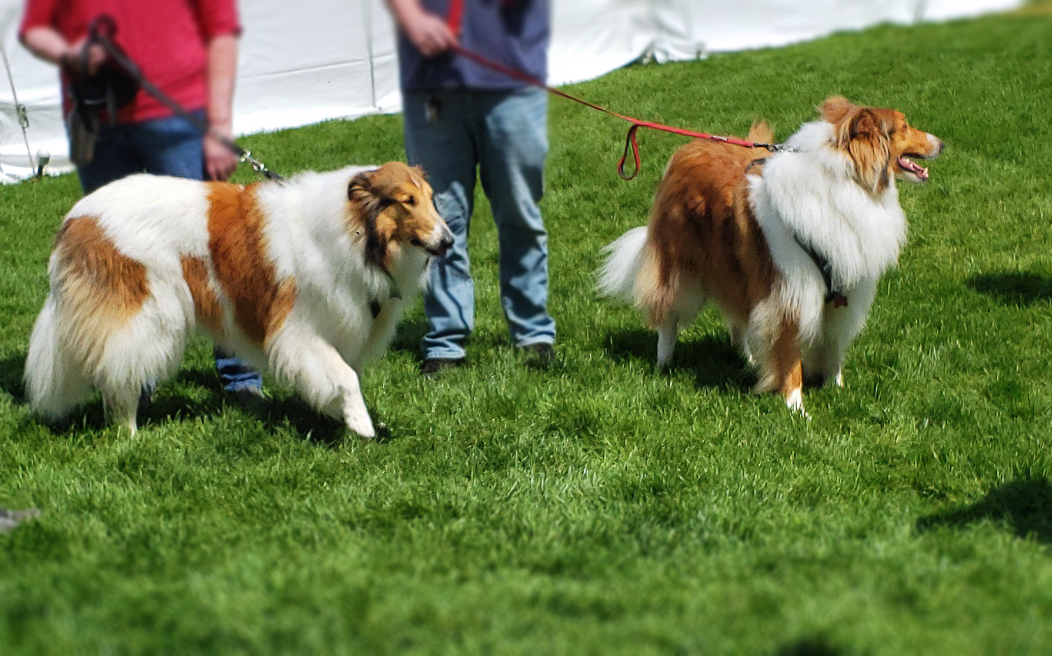 Chicago's Bark In The Park 2019