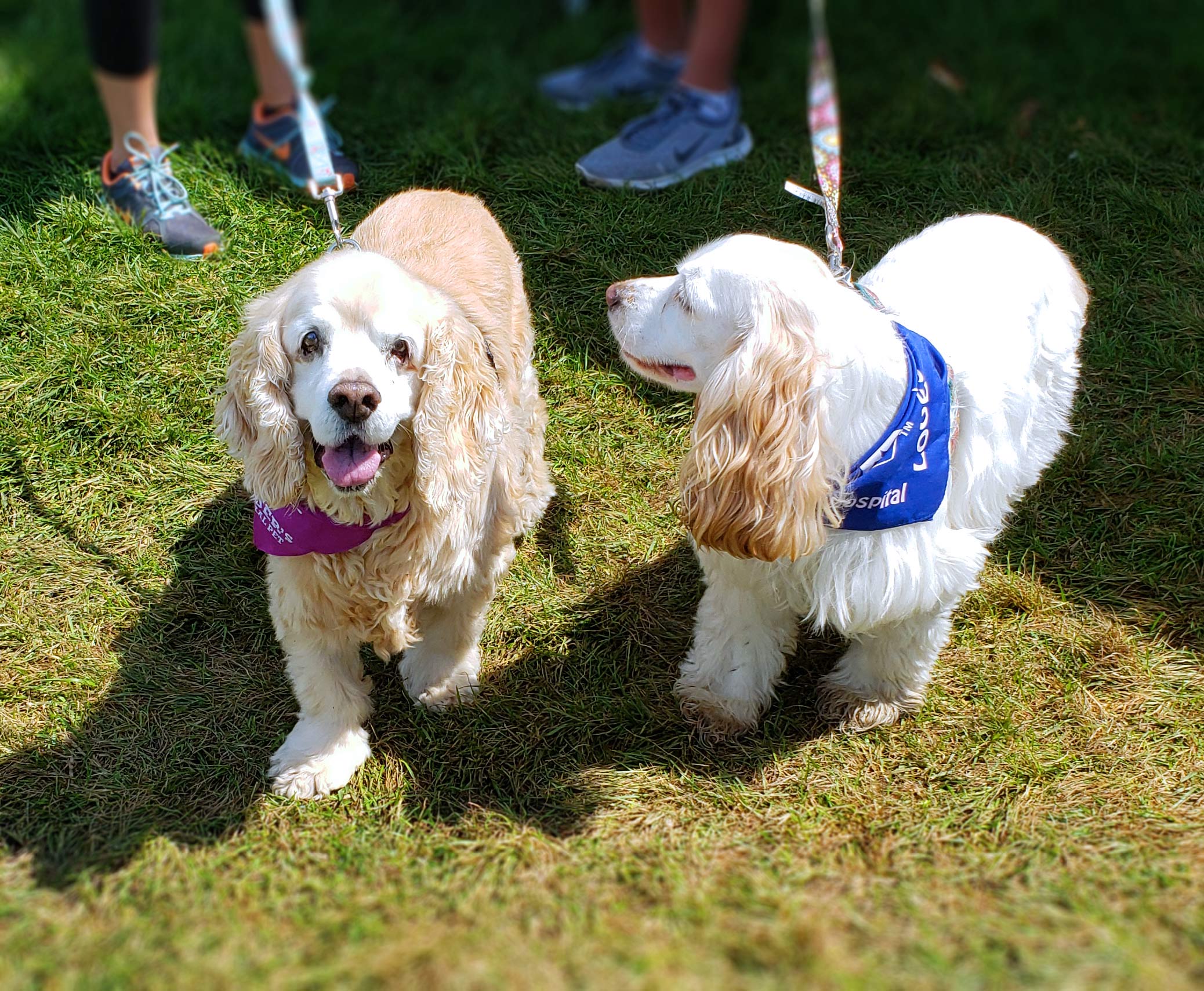 Chicago's Bark In The Park 2019