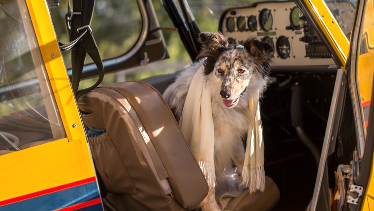 Pilot Dog