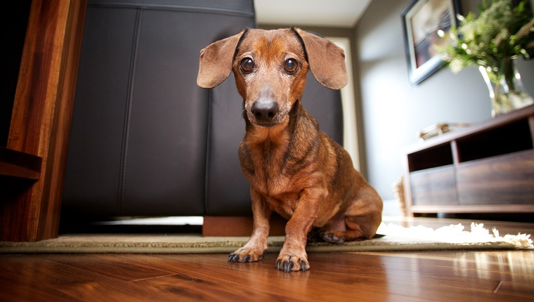 Dachshund