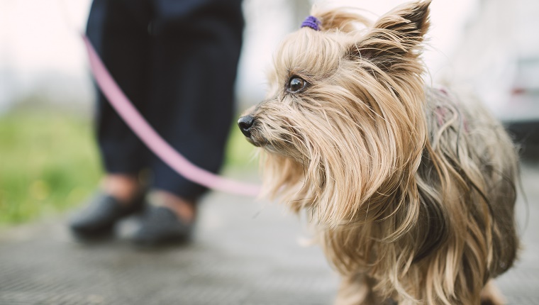 Yorkshire Terrier