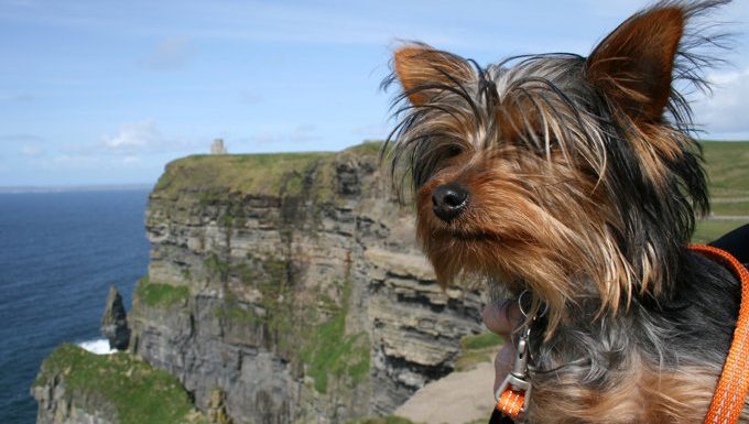 Yorkshire Terrier