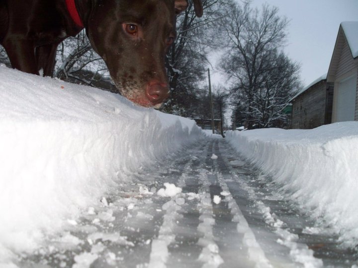 Beware the Abominable Snow Dog!