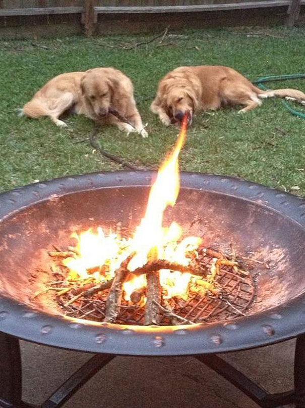 This dog either is a dragon or ate something very spicy!