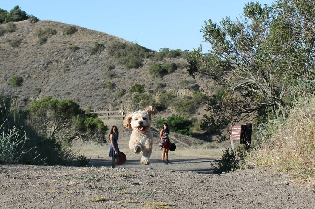 Attack Of The 10-Foot Dog!