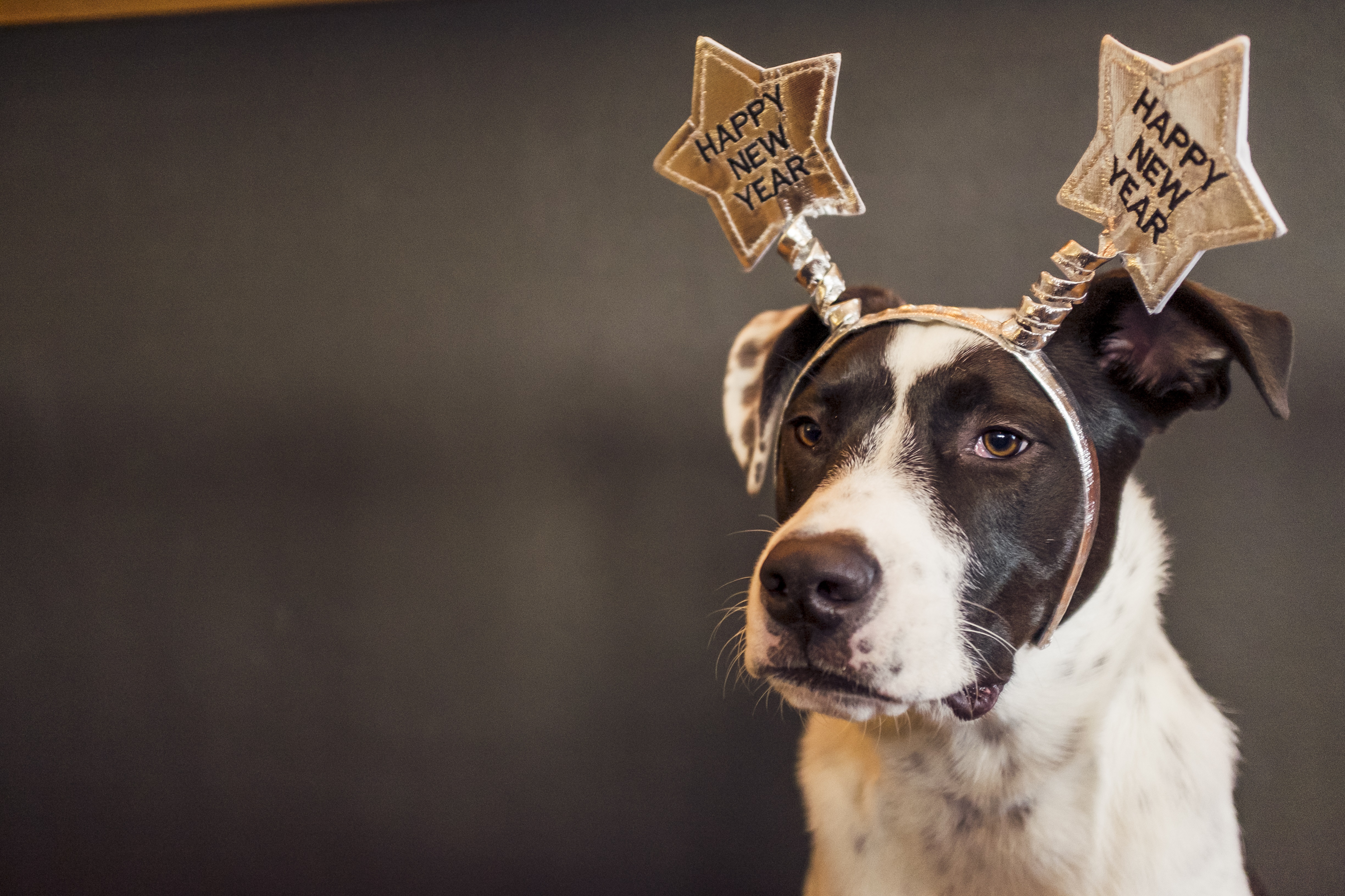 Dogs Celebrating New Year's Eve