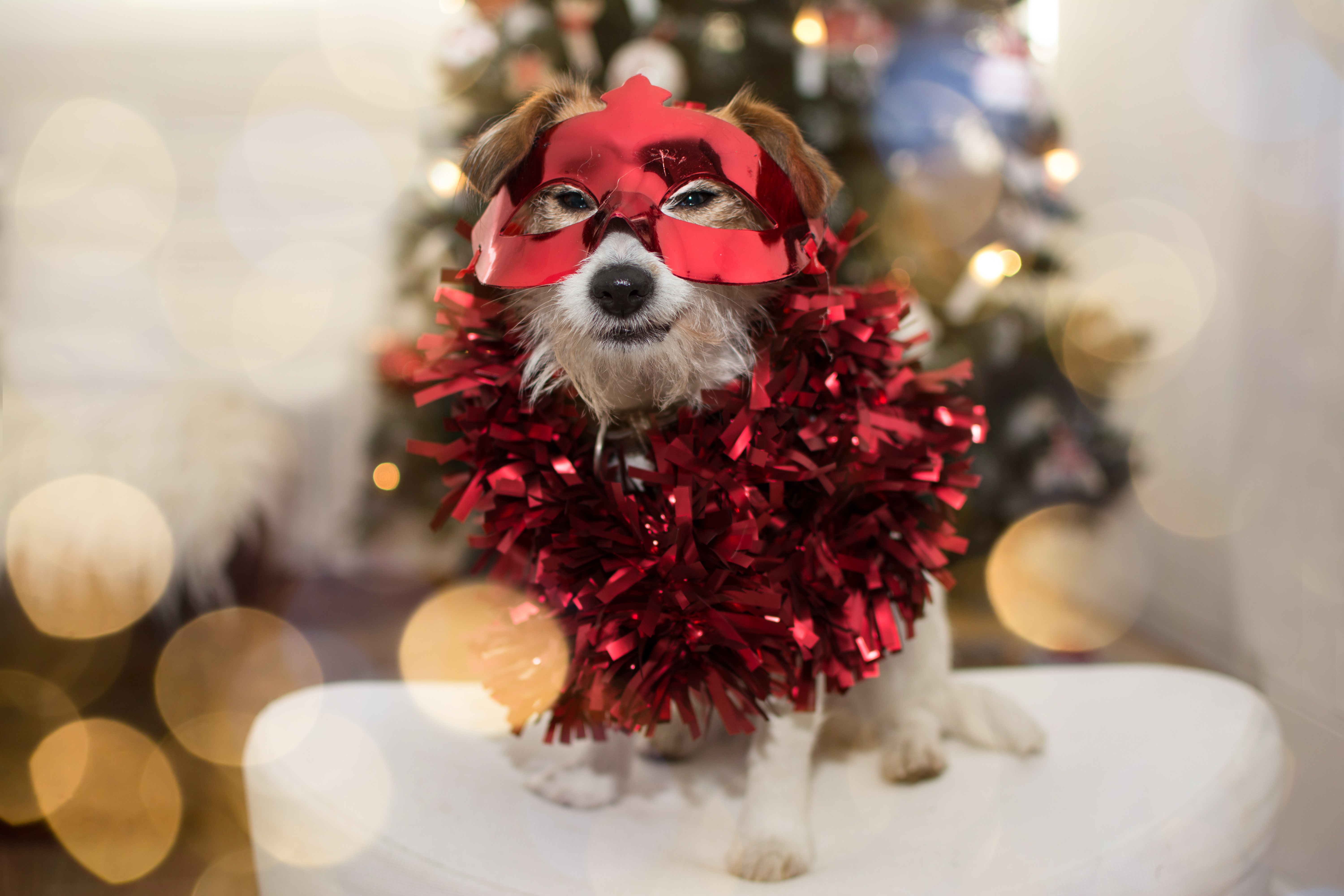 Dogs Celebrating New Year's Eve