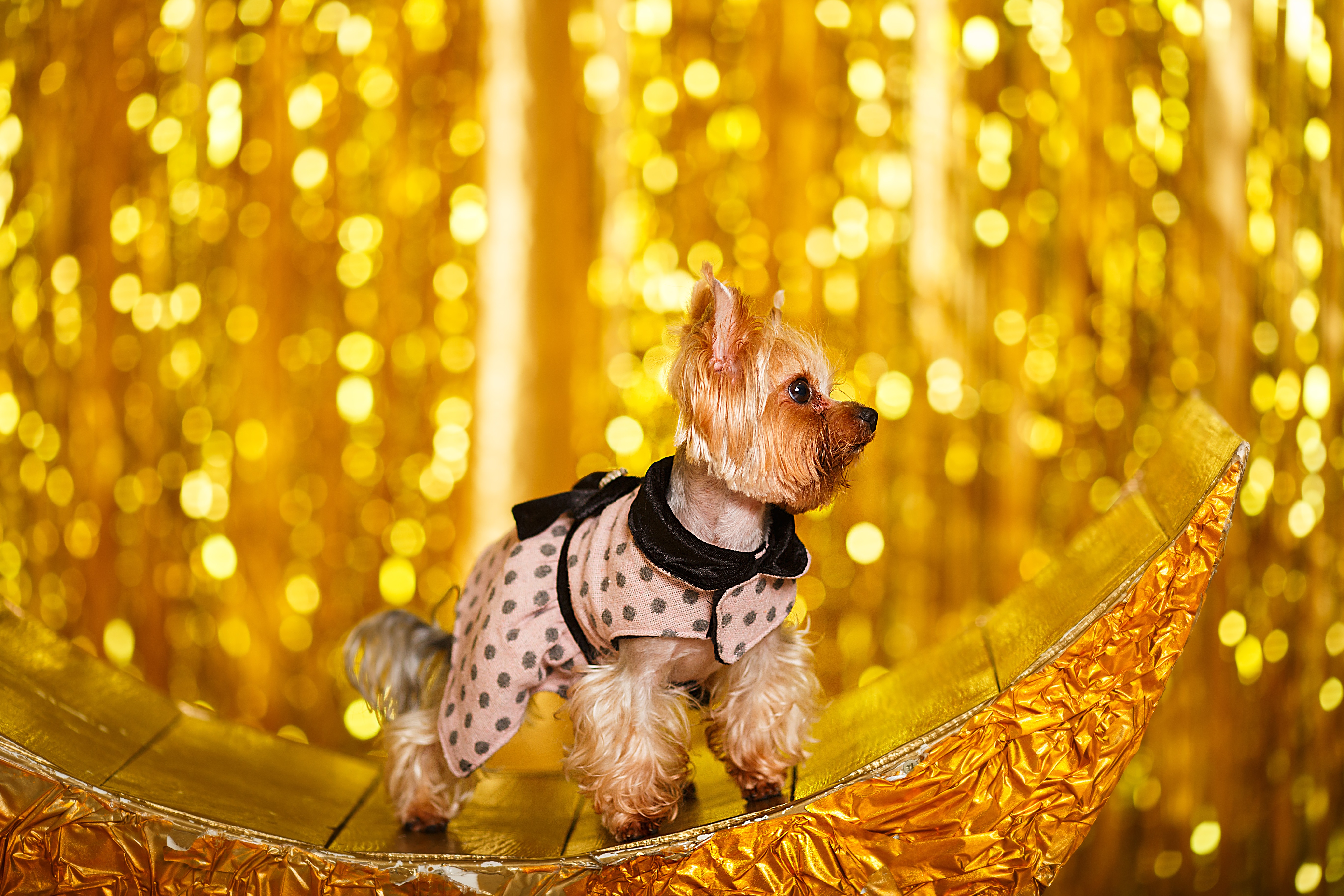 Dogs Celebrating New Year's Eve