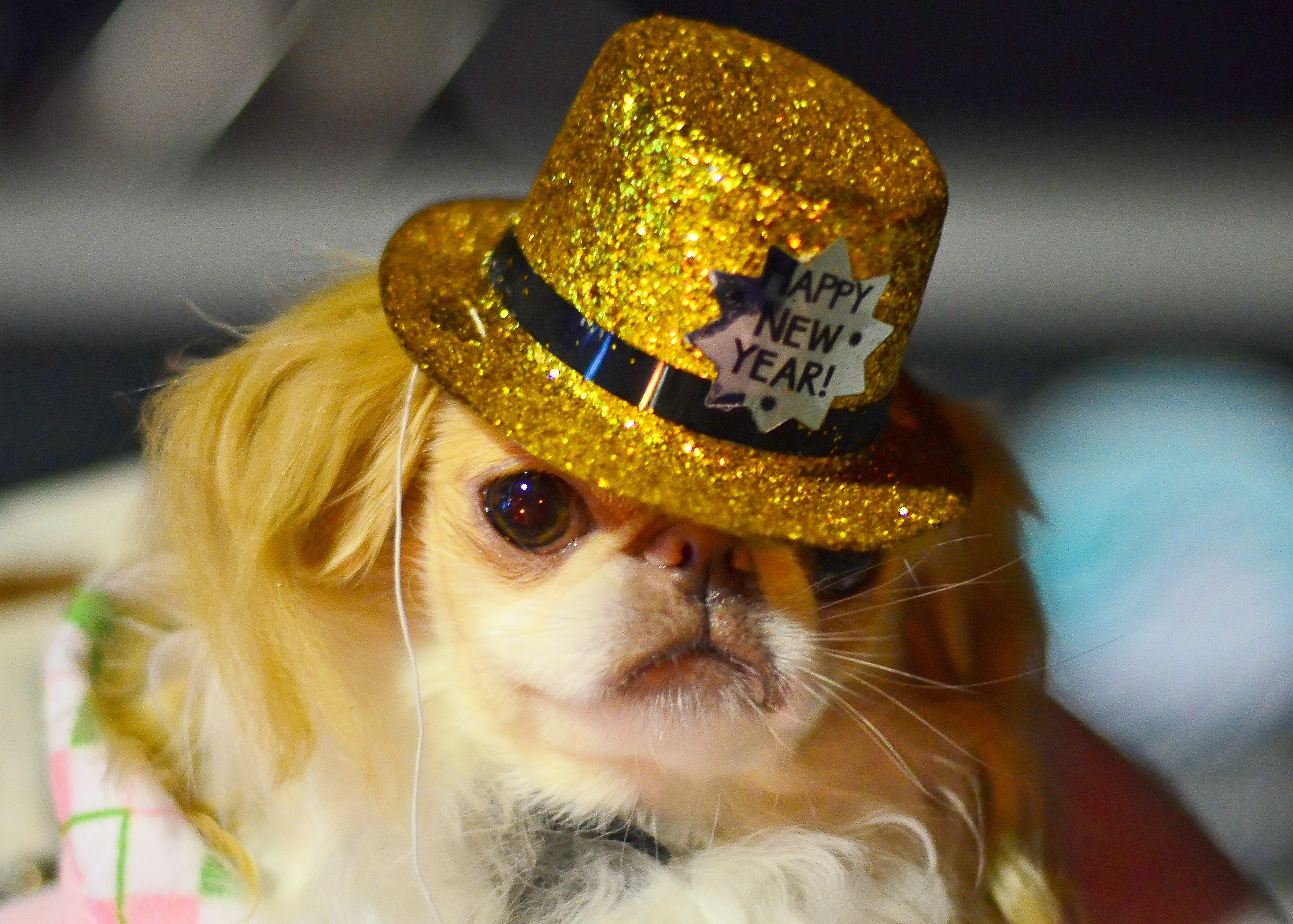 Dogs Celebrating New Year's Eve