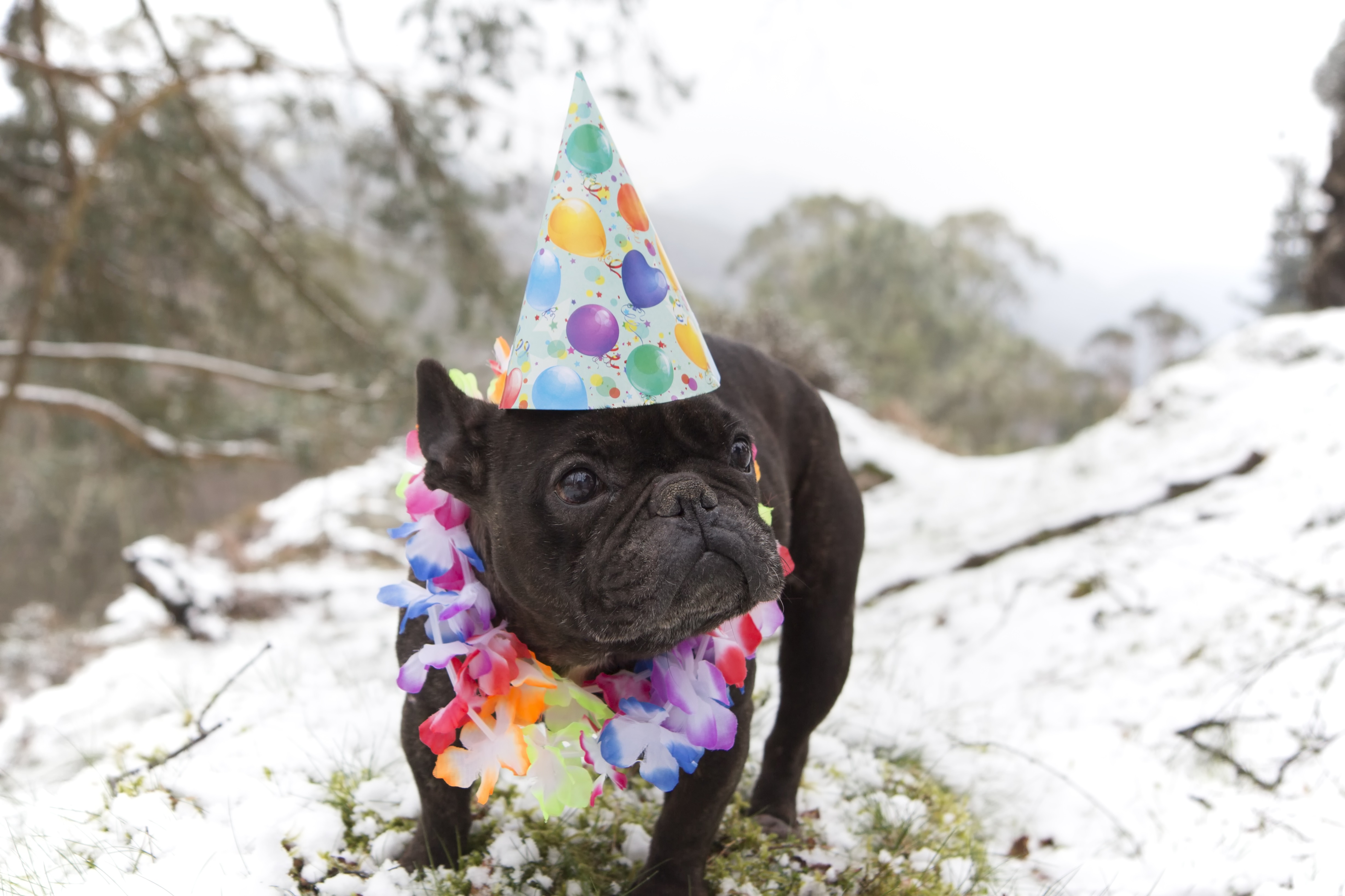 Dogs Celebrating New Year's Eve