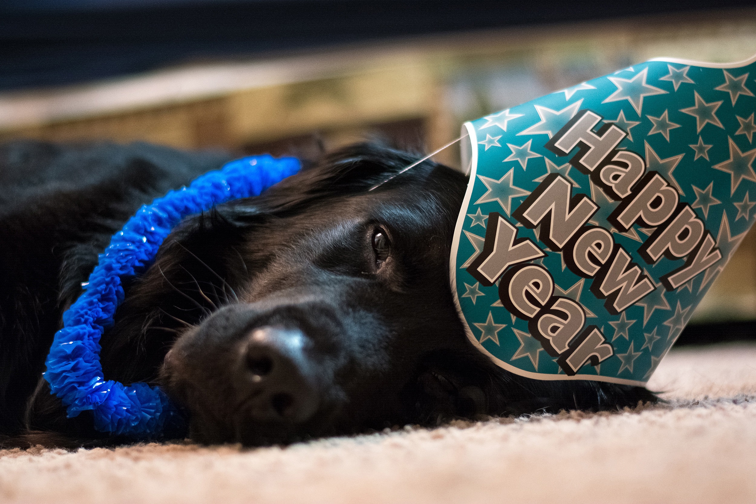 Dogs Celebrating New Year's Eve