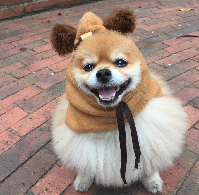 The pom ewok. 