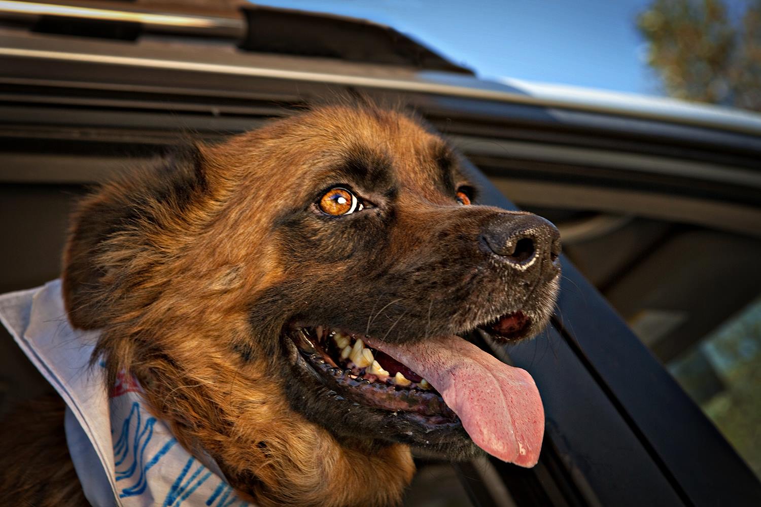 Dogs In Cars