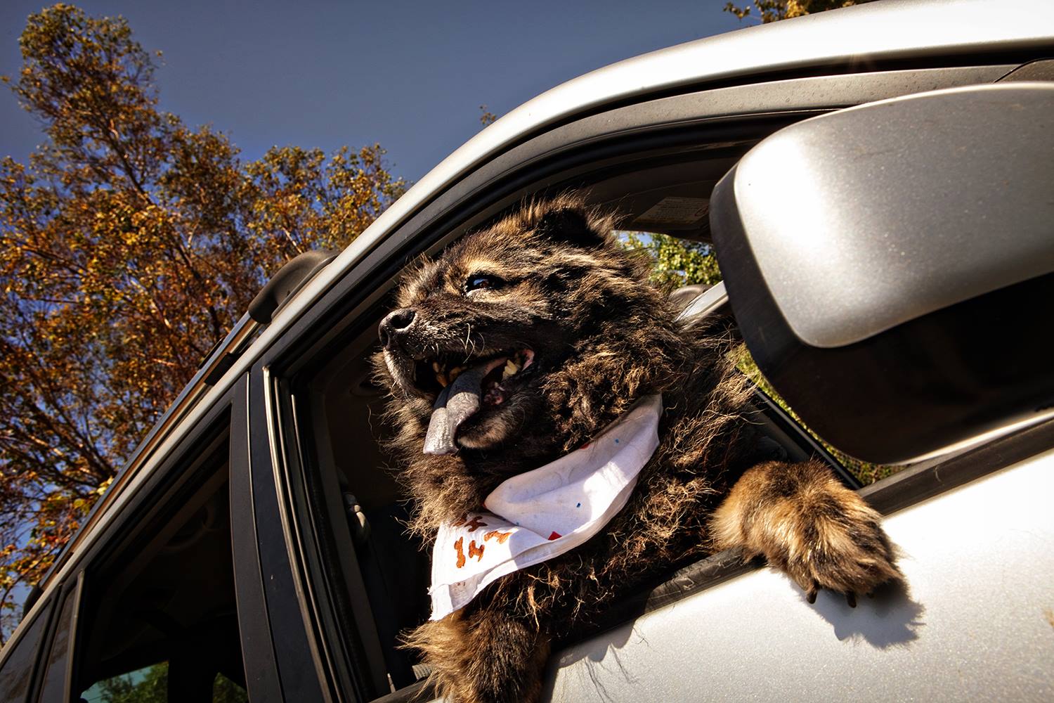 Dogs In Cars