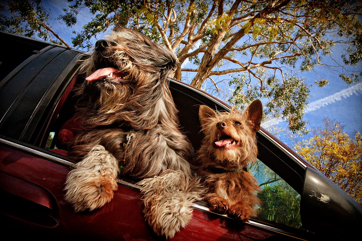 Dogs In Cars