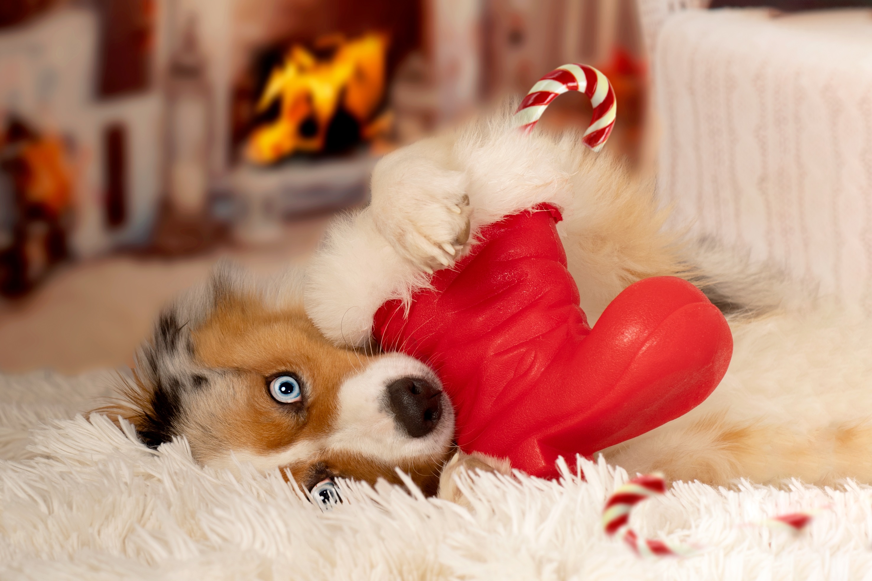 Dogs Staying Warm By The Fireplace