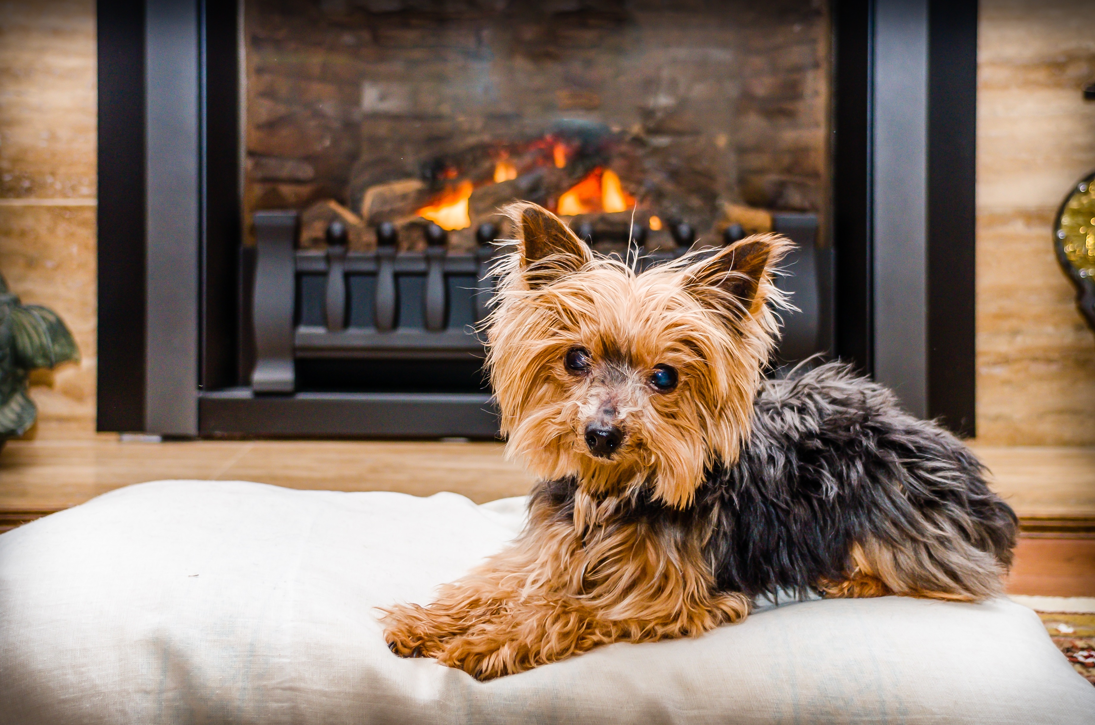 Dogs Staying Warm By The Fireplace