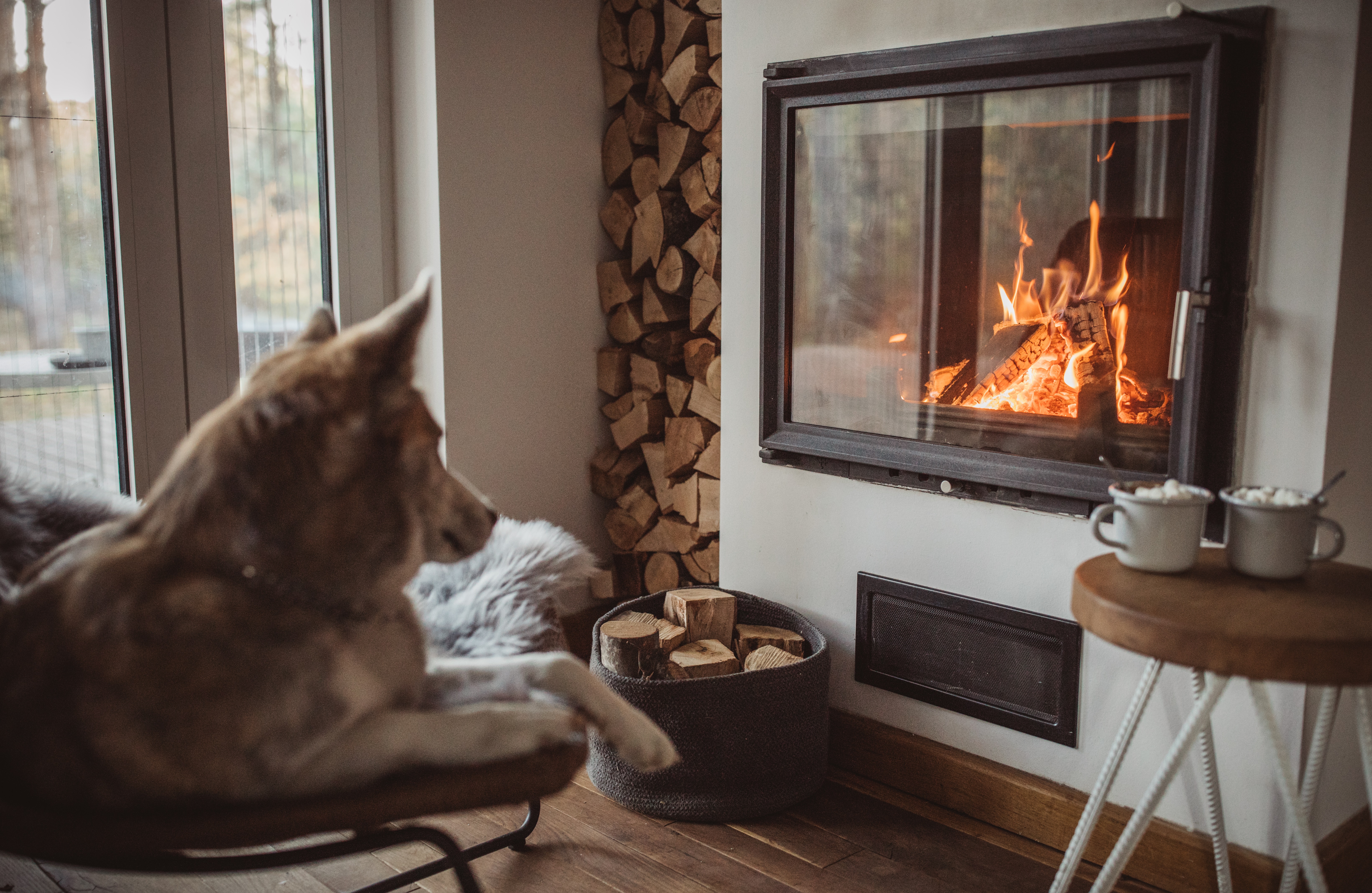 Dogs Staying Warm By The Fireplace