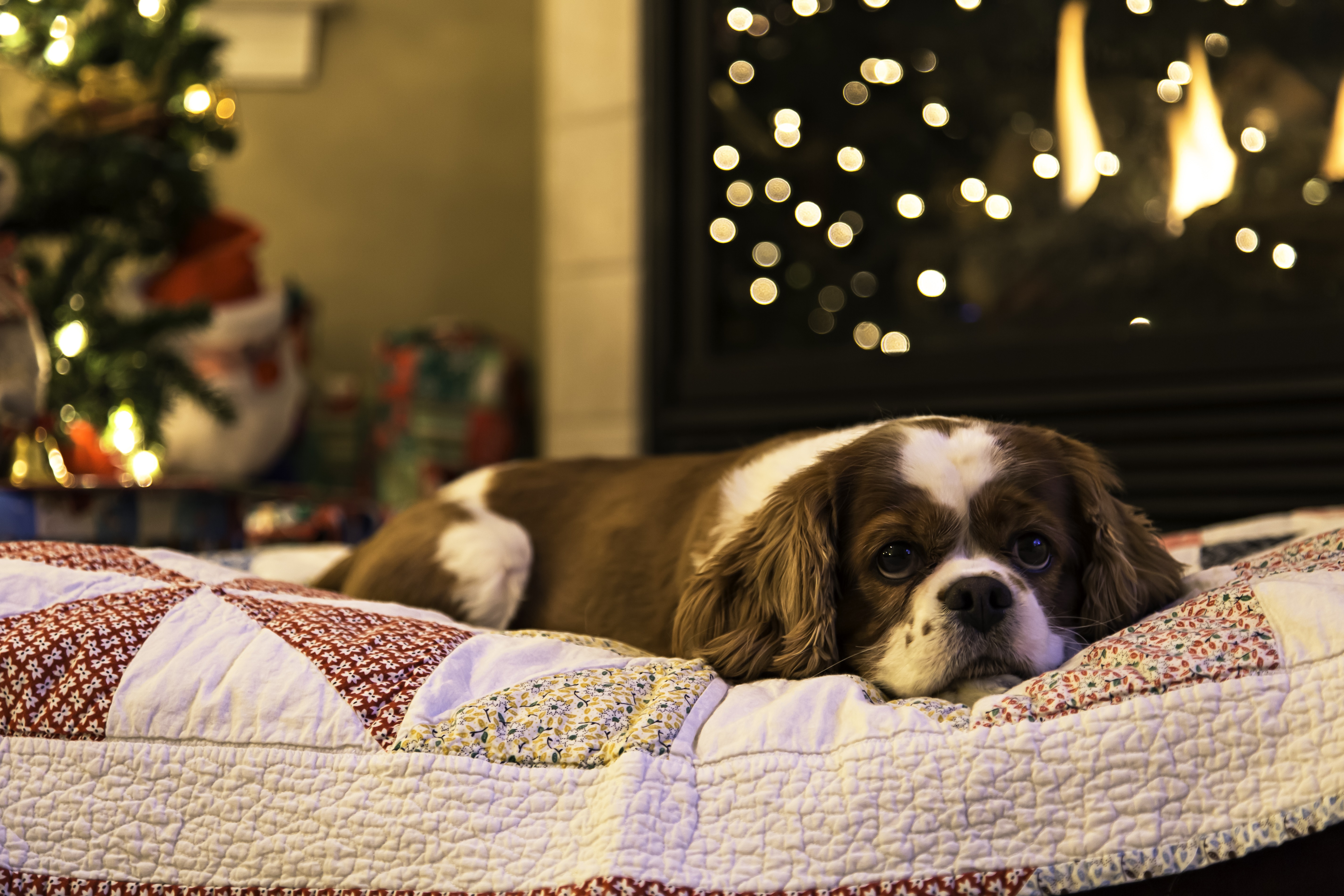 Dogs Staying Warm By The Fireplace