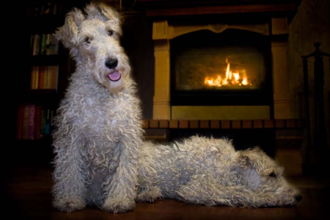 Dogs Staying Warm By The Fireplace