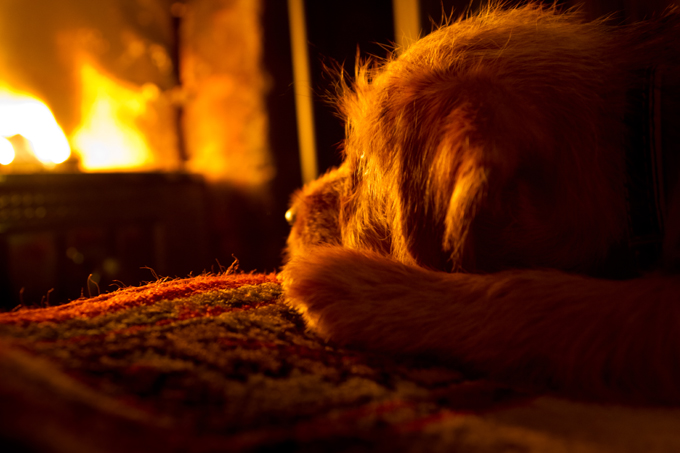 Dogs Staying Warm By The Fireplace