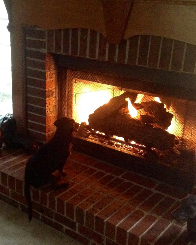 Dogs Staying Warm By The Fireplace