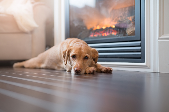 Dogs Staying Warm By The Fireplace