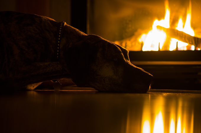 Dogs Staying Warm By The Fireplace