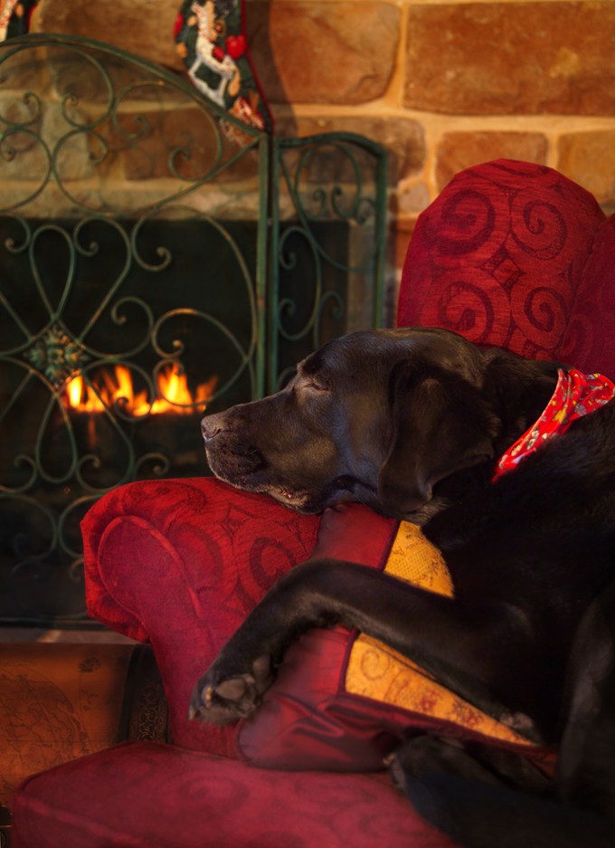 Dogs Staying Warm By The Fireplace